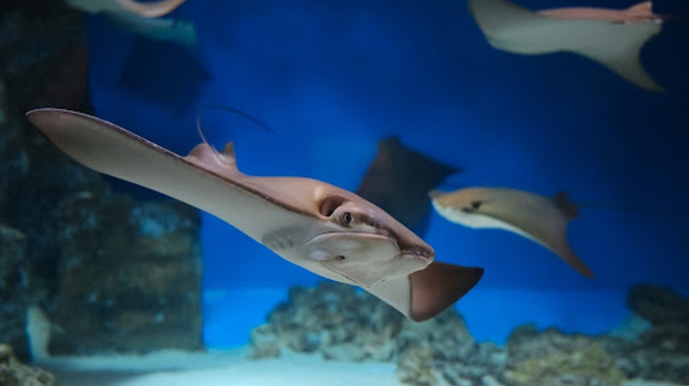 The best aquariums in the UK | Boundless by CSMA